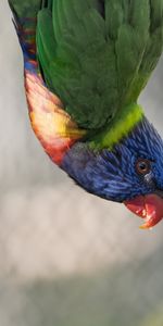 Bird,Multicolored,Animals,Parrots,Feather,Motley