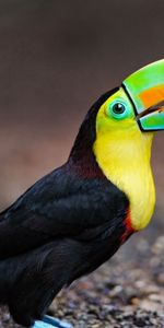 Bird,Multicolored,Color,Animals,Motley,Toucan