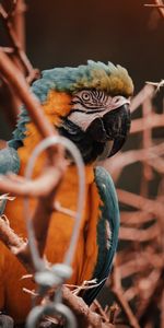 Bird,Multicolored,Motley,Branches,Macaw,Animals,Parrots