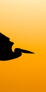 Bird,Pelican,Animals,Silhouette,Fly,Dark