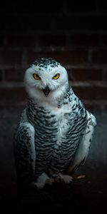 Bird,Predator,Animals,Owl,Funny