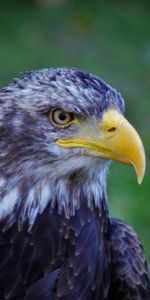 Bird,Predator,Bald Eagle,White Headed Eagle,Animals,Beak,Eagle