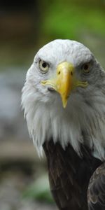 Bird,Predator,Bald Eagle,White Headed Eagle,Animals,Feather,Beak,Eagle