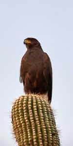 Pájaro,Águila Manchada Menor,Pequeño Perk,Animales,Depredador,Cacto,Cactus