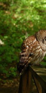 Oiseau,Forêt,Hibou,Animaux,Chouette,Prédateur