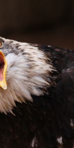 Ouvrir Bouche,Bouche Ouverte,Animaux,Prédateur,Oiseau,Aigle