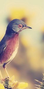 Bird,Profile,Animals,Beak