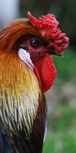 Animales,Pájaro,Perfil,Gallo,Polla