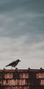 Bird,Roof,Animals,Magpie