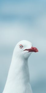 Bird,Sight,Opinion,Gull,Animals,Seagull