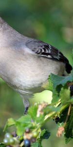 Bird,Sit,Arizona,Animals,Branch