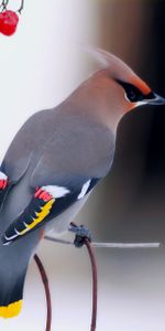 Animales,Sentarse,Rama,Baya,Waxwing,Ampelis,Pájaro