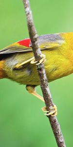 Bird,Sit,Branch,Color,Animals