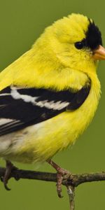 Asseoir,S’Asseoir,Branche,Chardonneret Américain,Flaque Américaine,Animaux,Lumière,Couleur,Oiseau,Couleur Claire