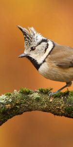 Bird,Sit,Branch,Pappus,Crest,Animals