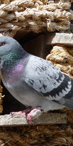 Bird,Sit,Dove,Dovecote,Animals