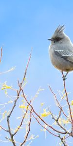 Animaux,Branches,Sky,Plumes,Oiseau