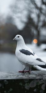 Bird,Smooth,Dove,Animals,Blur