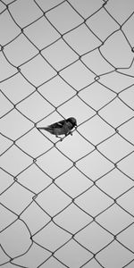 Bird,Sparrow,Fence,Bw,Chb,Grid,Minimalism