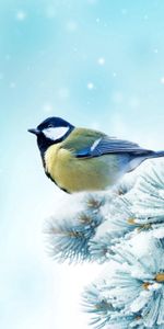 Bird,Spruce,Fir,Tit,Titica,Animals,Snow