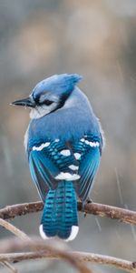 Queue,Branche,Plumes,Animaux,Oiseau