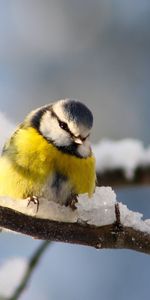 Animaux,Oiseau,Neige,Titica |,Branche,Mésange