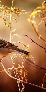 Oiseau,Moineau,Bois,Branches,Arbre,Animaux,Fleurs