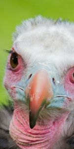 Bird,Vulture,Animals,Background