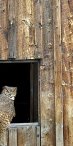 Bird,Wood,Predator,Window,Shed,Animals,Wooden,Barn,Owl