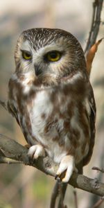 Bird,Wood,Sit,Tree,Branches,Predator,Hunting,Hunt,Animals,Owl