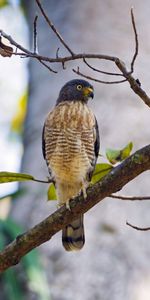 Bird,Wood,Tree,Animals,Background