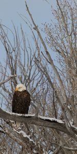 Bird,Wood,Tree,Branches,Bald Eagle,White Headed Eagle,Animals,Eagle