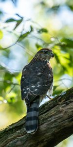 Bird,Wood,Tree,Branches,Predator,Kite,Animals