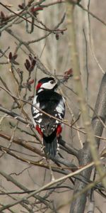 Animaux,Arbre,Branches,Pivert,Pic,Bois,Oiseau