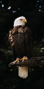 Bird,Wood,Tree,Sight,Opinion,Bald Eagle,White Headed Eagle,Animals,Predator,Eagle