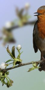 Animales,Birds