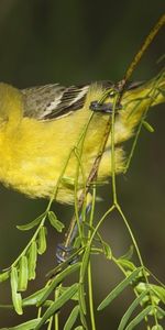 Animaux,Oiseaux