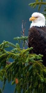 Animaux,Oiseaux,Eagles