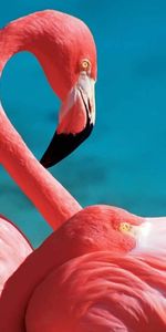 Birds,Animals,Flamingo