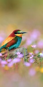 Birds,Animals,Flowers,Grass,Blur,Smooth,Field