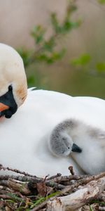 Cygnes,Animaux,Oiseaux