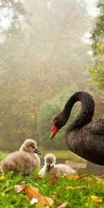 Cygnes,Animaux,Oiseaux