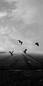 Birds,Crows,Miscellanea,Field,Bw,Miscellaneous,Chb