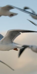 Animales,Gaviotas,Vuelo,Birds