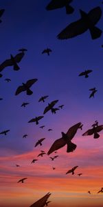 Birds,Flight,Dark,Wings