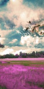 Herbe,Domaine,Nature,Champ,Vol,Oiseaux,Sky,Photoshop