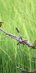 Birds,Grass,Wood,Tree,Branches,Animals,Nature