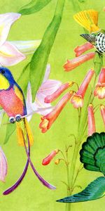 Birds,Colibríes,Imágenes