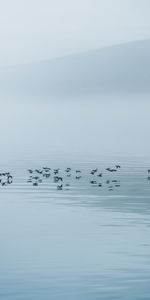 Naturaleza,Agua,Niebla,Birds,Lago