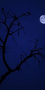 Birds,Night,Wood,Tree,Dark,Moon